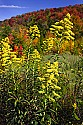 _MG_3533 golden rod and fall color - Highland Scenic Highway-Pocahontas County wv.jpg
