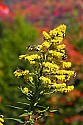 _MG_3588 bees on goldenrod against fall color along the highland scenic highway.jpg