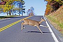 _MG_3918 deer crossing route 92 pocahontas county wv.jpg