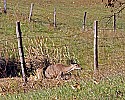 _MG_3934 tight squeeze- deer crawls under fence before crossing route 92 pocahontas county wv.jpg
