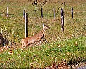 _MG_3936 whitetail deer about to cross route 92 pocahontas county wv.jpg
