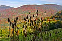 _MG_4874 teasel with fall color along route 33 in Pocahontas County WV.jpg