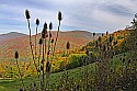_MG_4897 teasel against fall color along route 33 in pocahontas county wv.jpg