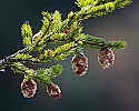 _MG_8848 red spruce pine cones.jpg