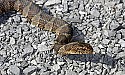 _MG_9249 brown water snake.jpg