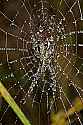 _MG_6343 spider and web.jpg