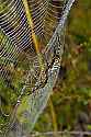 _MG_6345 spider and web.jpg