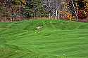_MG_8443 if a deer poops on a golf course.jpg