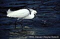 10609-00219 Snowy Egret toned.jpg