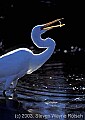 fauna0041 Great White Egret.jpg