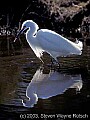 fauna0139 snow egret.jpg