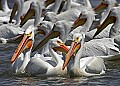 Pelicans 1614 white pelicans.jpg