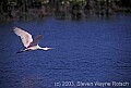 WMAG509 roseate spoonbill flying.jpg