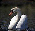 WMAG615 mute swan.jpg