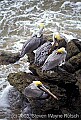 WVMAG190 brown pelicans.jpg