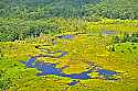 _GO13951 wetlands in canaan valley wv.jpg