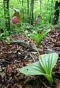 _MG_0899 pink lady's slippers.jpg