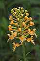 _MG_1310 yellow-fringed orchid.jpg