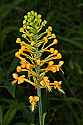 _MG_1315 yellow-fringed orchid.jpg