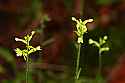 _MG_1780 green wood orchids.jpg