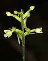 _MG_1792 green wood orchid.jpg