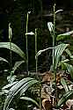 _MG_3141 green wood orchid.jpg