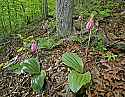 _MG_4931 pink lady's slippers hor.jpg