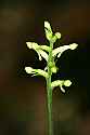 _MG_5046 green wood orchid.jpg