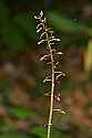 _MG_5061 crane-fly orchid.jpg
