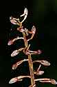 _MG_5063 cranefly orchid.jpg