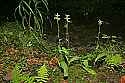 _MG_5553 green club orchid.jpg
