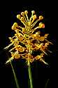 _MG_6201 yellow-fringed orchids.jpg