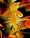_MG_6206 yellow-fringed orchid.jpg
