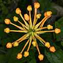 _MG_6210 yellow-fringed orchid.jpg