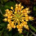 _MG_6212 yellow-fringed orchid.jpg
