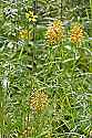 _MG_6232 yellow fringed orchid.jpg