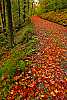 DSC_4777 Red Leaves on Road 13x19.jpg