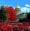 West Virginia State Tree and Capitol, Sugar Maple.jpg