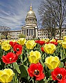 _MG_0001 capitol with tulips.jpg
