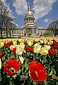 _MG_0572 tulips, clouds and capitol 13x19.jpg