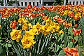 _MG_8671 tulips and daffodils.jpg