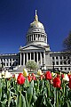 _MG_9753 tulips and capitol dome.jpg
