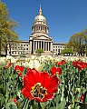 DSC_4709 West Virginia State Capitol and red tulip.jpg