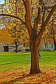 DSC_8883 fall color at the west virginia statehouse.jpg