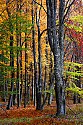 _MG_1541 canaan valley state park-Fall color.jpg
