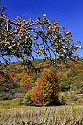_MG_2329 cortland road-canaan valley wv-fall color and apples on tree.jpg