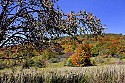 _MG_2333 apples on tree with fall color along cortland road in canaan valley wv.jpg