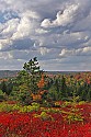 _MG_2570 dolly sods area-fall color and clouds.jpg