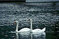 DSC_1275 swans-Hawks Nest State Park.jpg