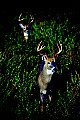10065-00042-Whitetail Deer toned and sharpened.jpg